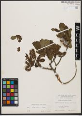 Foto von Salix silesiaca Willd.